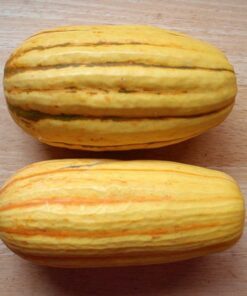 Alternative view of 50 DELICATA SQUASH Striped Sweet Potato Cucurbita Pepo Vegetable Seeds