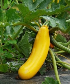 Alternative view of 50 GOLDEN ZUCCHINI Heirloom Summer Bush Squash Cucurbita Pepo Yellow Vegetable Seeds