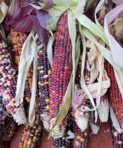 Alternative view of 50 Indian MINI MIX CORN Miniature 4" Ears Ornamental Zea Mays Vegetable Seeds