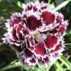 50 VELVET N LACE DIANTHUS Plumarius Black & White Flower Seeds