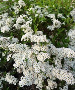 Alternative view of 50 White CHINESE SPIREA Spiraea Chinensis Flower Bush Shrub Seeds Comb S/H