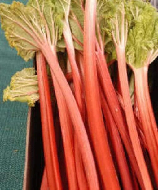 25 VICTORIA RHUBARB aka Pieplant Rheum Rhabarbarum Perennial Fruit Vegetable Seeds