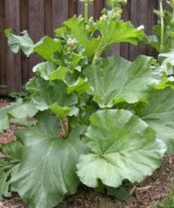 Alternative view of 25 GLASKINS PERPETUAL RHUBARB (Pieplant) Rheum Rhabarbarum Fruit Vegetable Seeds