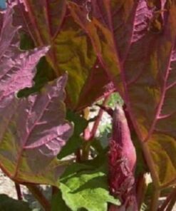 Alternative view of 25 VICTORIA RHUBARB aka Pieplant Rheum Rhabarbarum Perennial Fruit Vegetable Seeds