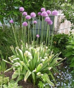 Alternative view of 25 GIANT ALLIUM Allium Giganteum Purple Globe Flower Seeds *Comb S/H