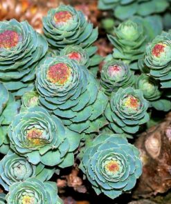 Alternative view of 25 ROSEROOT STONECROP Golden Rose Root Sedum Rhodiola Rosea Yellow Succulent Flower Seeds