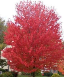 Alternative view of 25 SIBERIAN MAPLE TREE Acer Ginnala Seeds Red Leaves Comb S/H