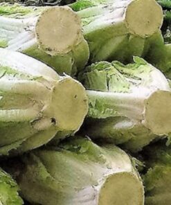 Alternative view of 3000 LITTLE GEM LETTUCE Small Romaine Butterhead Lactuca Sativa Vegetable Seeds