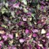 300 PURPLE SHISO aka PERILLA Frutescens Ornamental Herb Seeds Green & Purple