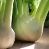 300 SWEET FLORENCE FENNEL Foeniculum Vulgare Azoricum Herb Vegetable Flower Seeds