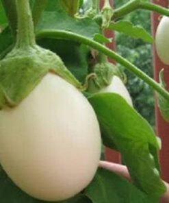 Alternative view of 30 EASTER EGG PLANT (Easter Eggplant / Ornamental Eggplant / Nest Egg) Solanum Ovigerum Seeds