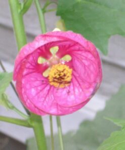 Alternative view of 30 Mixed Colors FLOWERING MAPLE (Chinese Bell Flower) Abutilon Hybridum Shrub Bush Small Tree Seeds