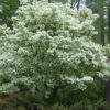 3 FRINGE TREE Chionanthus Virginicus Old Man's Beard White Flower Seeds Flat