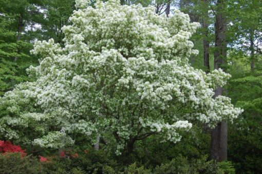 3 FRINGE TREE Chionanthus Virginicus Old Man's Beard White Flower Seeds Flat