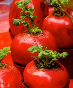Alternative view of 400 ATOMIC RED CARROT Daucus Carota Vegetable Seeds *Comb S/H