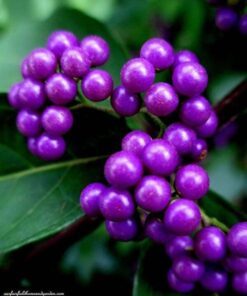 Alternative view of 40 American PURPLE BEAUTYBERRY Shrub Flower Callicarpa Americana Seeds