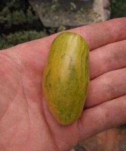 Alternative view of 40 BANANA LEGS TOMATO Heirloom Yellow Lycopersicon Fruit Vegetable Seeds