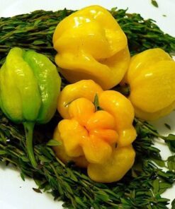 Alternative view of 40 Yellow SCOTCH BONNET PEPPER very hot Jamaican Capsicum Annuum Vegetable Seeds