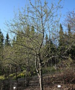 Alternative view of 5 CHERRY PRINSEPIA Chinese Sinensis Edible Red Fruit Tree Shrub Flower Seeds