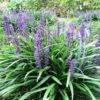 5 Lilyturf Seeds – Big Blue Lily Turf (Liriope Muscari) Violet Flowers, Evergreen, Deer-Resistant, Ground Cover, 6-12" Tall
