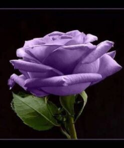 Alternative view of 5 PURPLE ROSE Rosa Floribunda Bush Shrub Perennial Flower Seeds