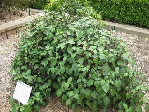 5 TRUE PATCHOULI SHRUB Fragrant Patchouly Pogostemon Cablin Herb Seeds
