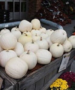 Alternative view of 5 WHITE CASPER PUMPKIN White Skin Orange Flesh Cucurbita Maxima Vegetable Seeds
