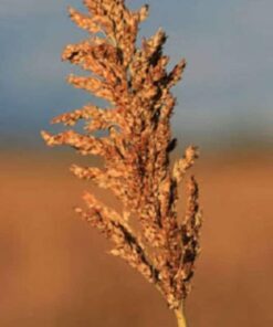 Alternative view of 70 SUGAR DRIP SORGHUM Amber Cane Grain Sweet Syrup Vegetable Seeds