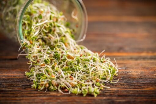 ORGANIC SPROUTING MIX - Peas