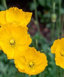Alternative view of 20 Yellow WELSH POPPY Meconopsis Papaver Cambricum Perennial Shade Flower Seeds