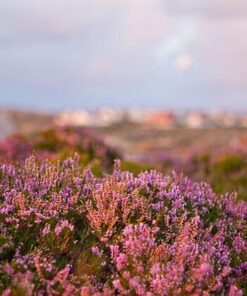 Alternative view of 100 Scotch TRUE HEATHER Shrub Scot's Purple Pink Flower Calluna Vulgaris Seeds