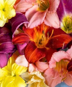 Alternative view of 10 MIXED COLORS DAYLILY Hemerocallis Day Lily Fine Mix Red Purple Flower Seeds