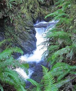 Alternative view of 1500 Western SWORD FERN Giant Holly Swordfern Polystichum Munitum Aspidium Solitarium Spores Seeds