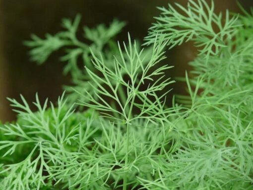 1500 DUKAT DILL Anethum Graveolens Sweet Heirloom European Herb Vegetable Seeds
