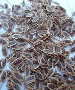 Alternative view of 1500 DUKAT DILL Anethum Graveolens Sweet Heirloom European Herb Vegetable Seeds