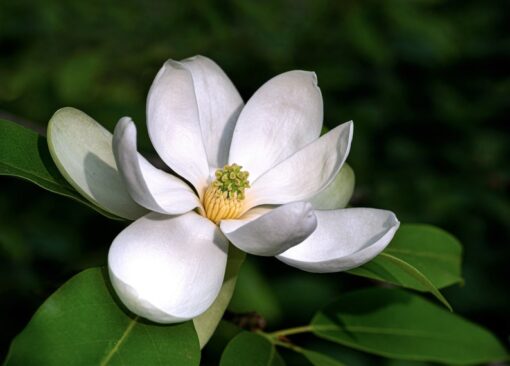 10 SWEETBAY MAGNOLIA Virginiana TREE Shrub Native Sweet Bay White Bay Laurel Magnolia White 3" Fragrant Flower Seeds