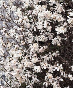 Alternative view of 10 SWEETBAY MAGNOLIA Virginiana TREE Shrub Native Sweet Bay White Bay Laurel Magnolia White 3" Fragrant Flower Seeds