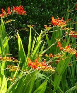 Alternative view of 10 RED LUCIFER CROCOSMIA Crocosmia Masoniorum Flower Seeds