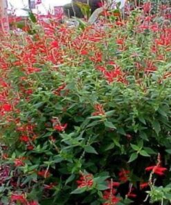Alternative view of 10 PINEAPPLE SAGE Red Salvia Elegans Herb / Flower Seeds