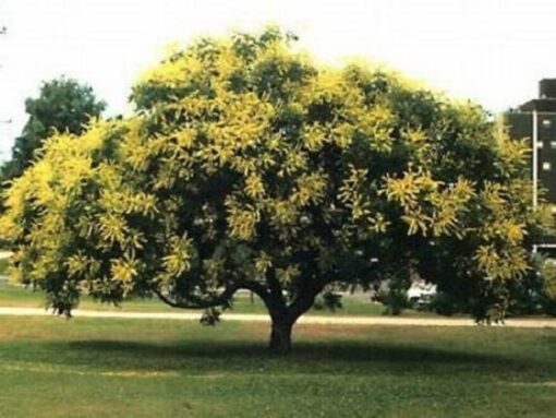 10 GOLDEN RAIN TREE Goldenrain Koelreuteria Paniculata Yellow Flower Seeds Combined S/H