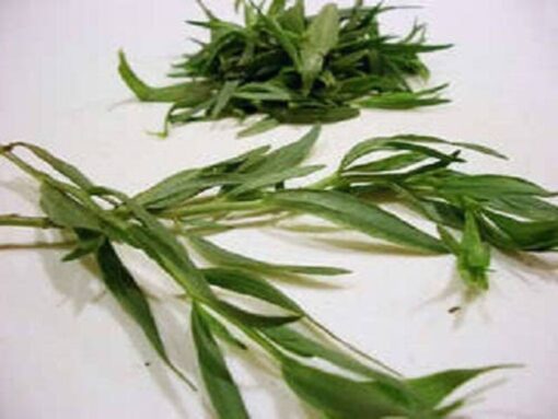 100 TARRAGON Kitchen / Common / Dragons Wort Artemisia Dracunculus Flower Culinary Herb Seeds