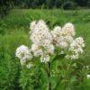 100 WHITE MEADOWSWEET Spiraea Alba Narrow Leaved Queen of the Prairie Native Flower Shrub Seeds