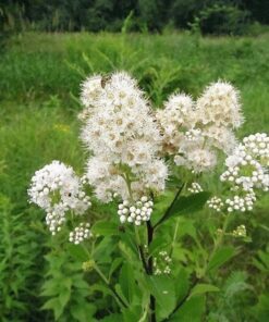 100 WHITE MEADOWSWEET Spiraea Alba Narrow Leaved Queen of the Prairie Native Flower Shrub Seeds