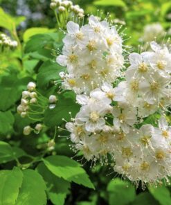 Alternative view of 100 WHITE MEADOWSWEET Spiraea Alba Narrow Leaved Queen of the Prairie Native Flower Shrub Seeds