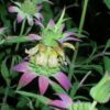 100 SPOTTED BEE BALM Monarda Punctata Flower Herb Horesemint Dotted Mint Seeds