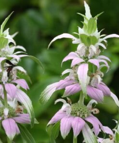 Alternative view of 100 SPOTTED BEE BALM Monarda Punctata Flower Herb Horesemint Dotted Mint Seeds