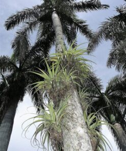 Alternative view of 10 GIANT AIR PLANT Tillandsia Utriculata Bromeliad Spreading Airplant Giant Wild Pine Native Sun or Shade Houseplant Flower Seeds