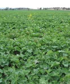 Alternative view of 1000 HANOVER SALAD Spring KALE Smooth Siberian Brassica Napus Vegetable Seeds