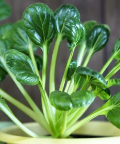 Alternative view of 1000 TATSOI Brassica Rapa Rosularis Tat Soi Bok Spinach Mustard Vegetable Seeds