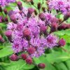 100 MISSOURI IRONWEED Monarch Flower Native Purple Vernonia Missurica Seeds